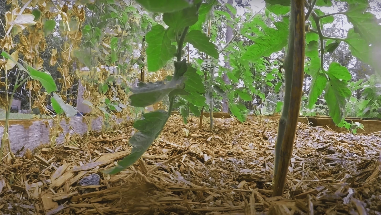 tomato curling leaves