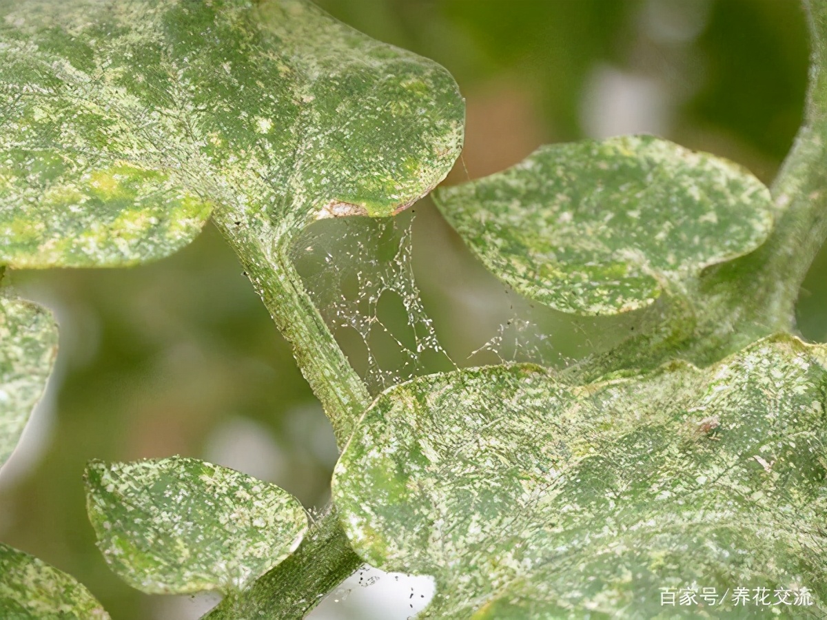 Spider Mites