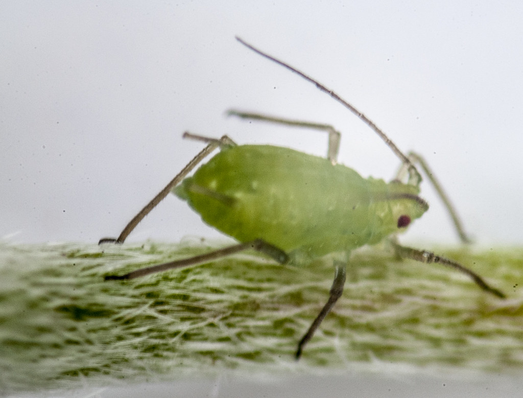 Aphid magnified | 1st attempt at a DSLR through a stereomicr… | Flickr