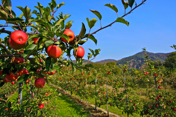 Apple Trees