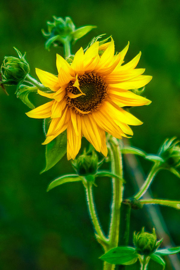 Bashful Sunflowers