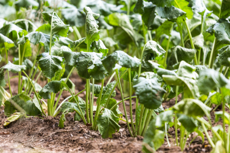 Beet field