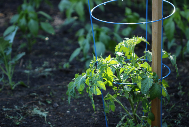 Best Home Depot Tomato Cages to Support Your Plants Jardin HQ