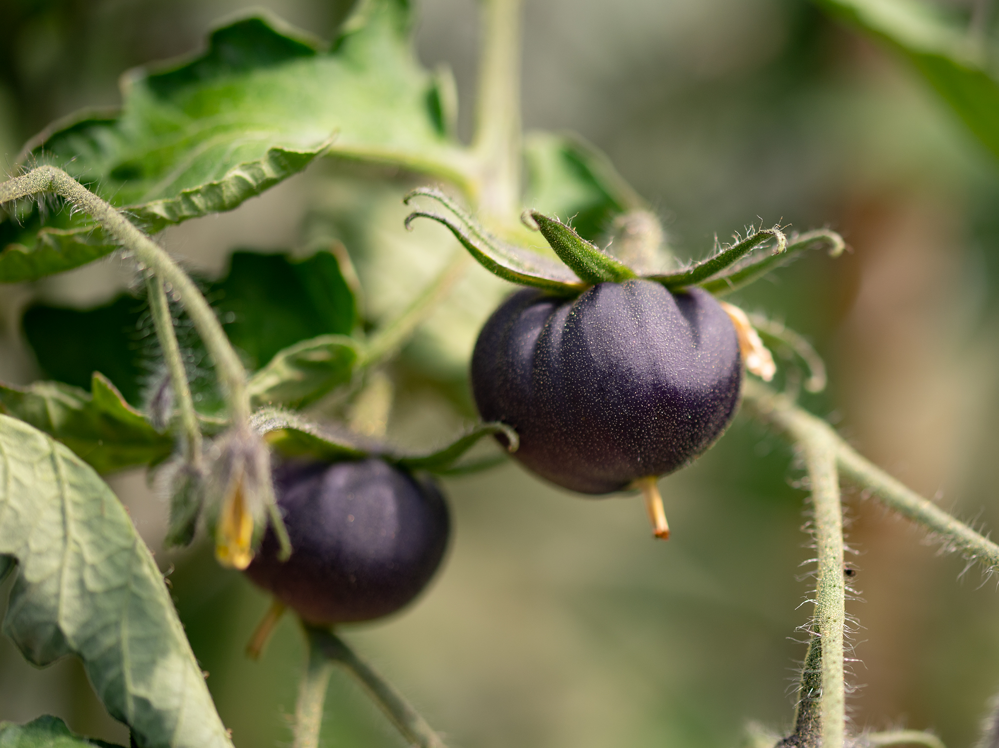 File:Black Beauty tomat.jpg - Wikimedia Commons