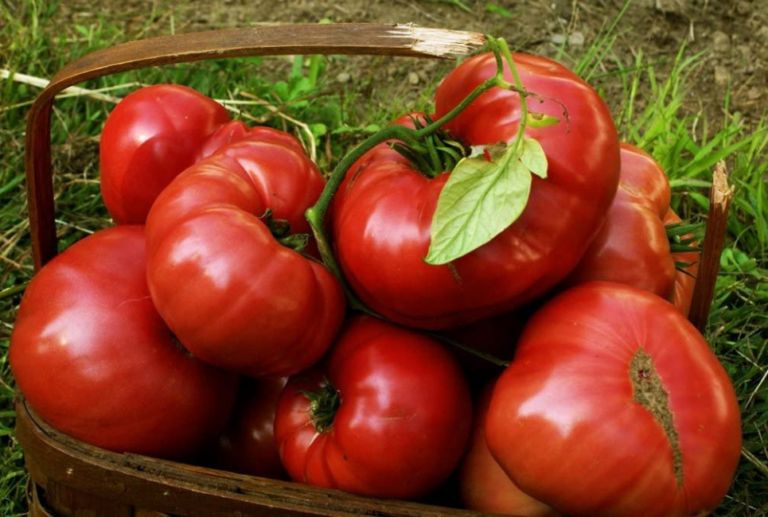 Brandywine Tomato Guide Everything You Need to Know Jardin HQ