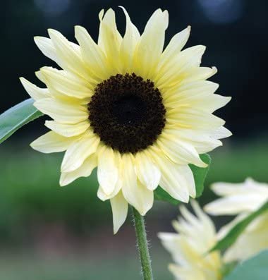 Buttercream Sunflowers