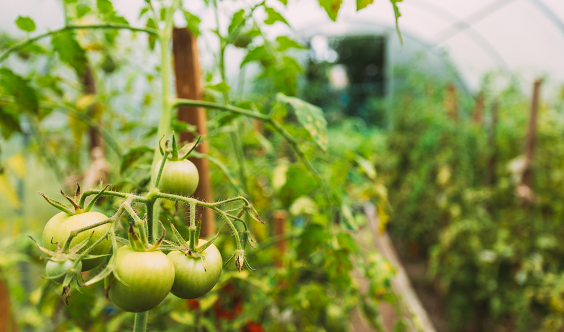 Raised Garden 