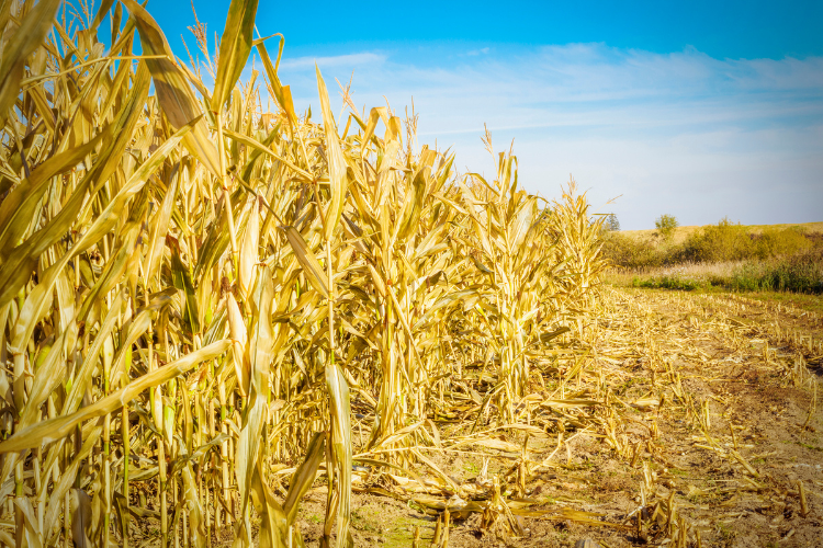 Corn field