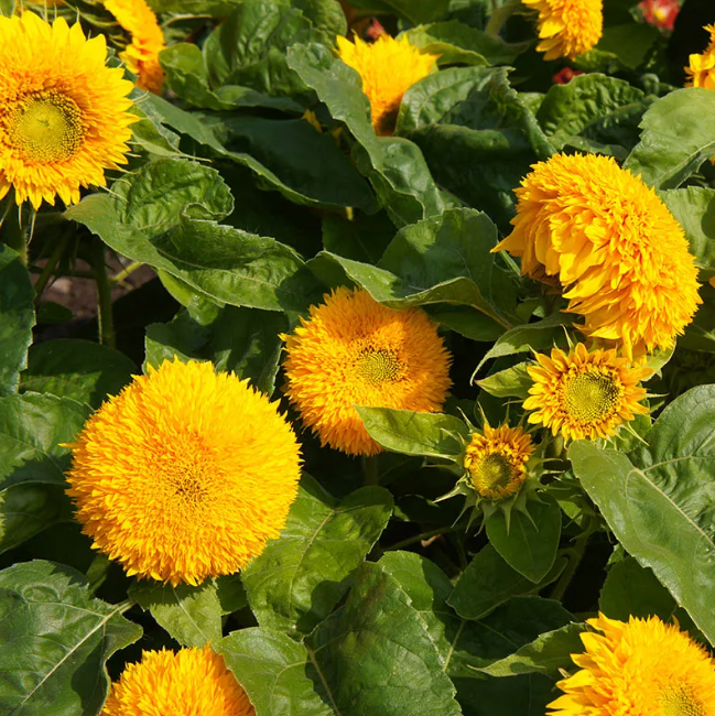 Dwarf Double Sungold Sunflowers