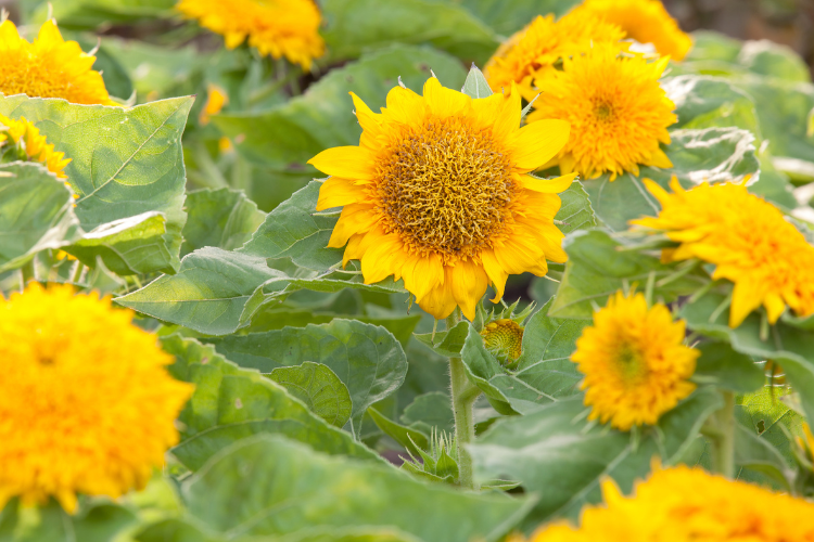 Dwarf Sunflower