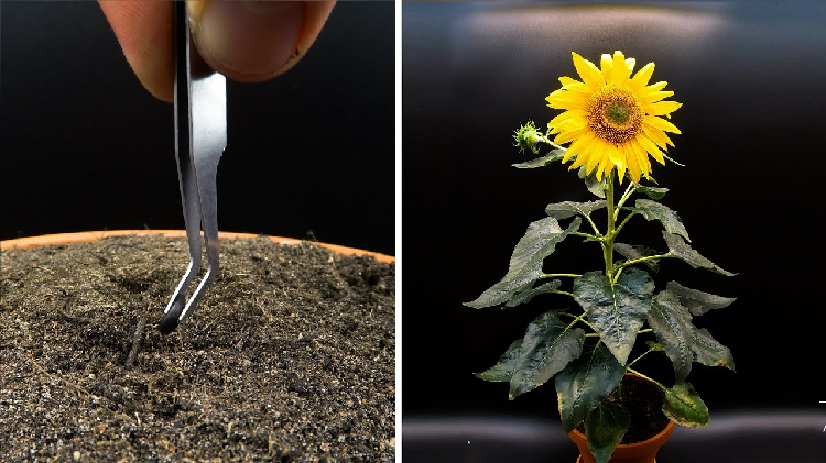 Dwarf Sunflowers