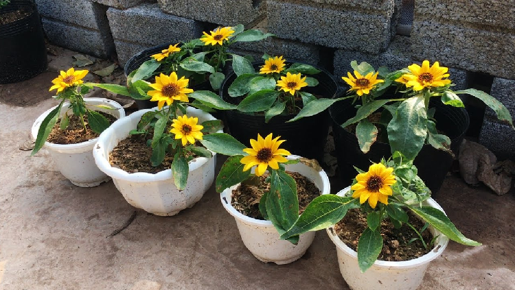 Dwarf Sunflowers