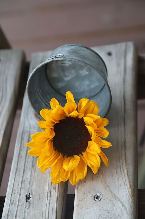 Elegance Sunflowers