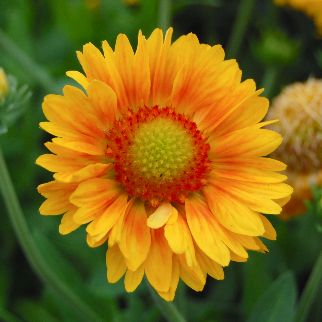 Gaillardia Sunflowers