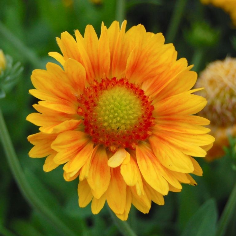 Dwarf Sunflowers Guide Varieties, Care, and Tips Jardin HQ