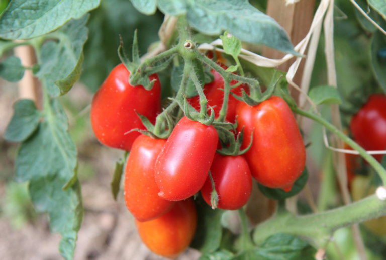 Juliet Tomato Guide Jardin HQ