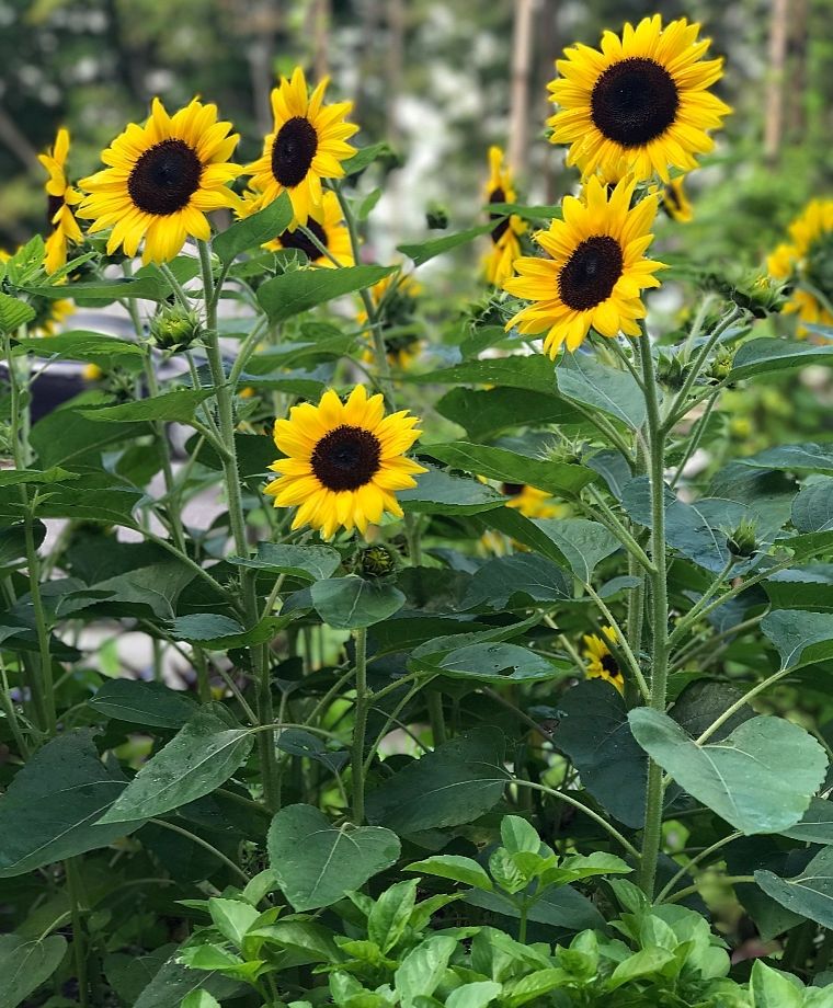 Junior Sunflowers