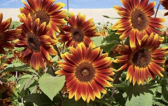 Little Becka Sunflowers