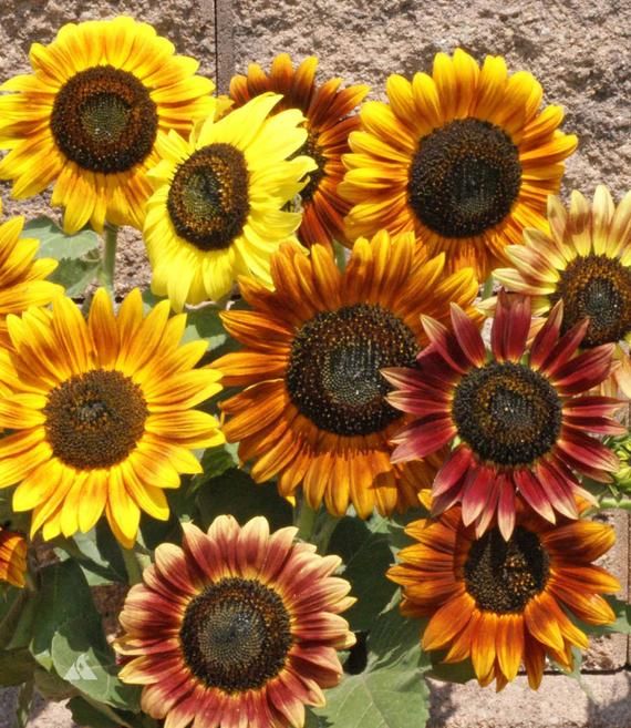 Music Box Mix Sunflowers