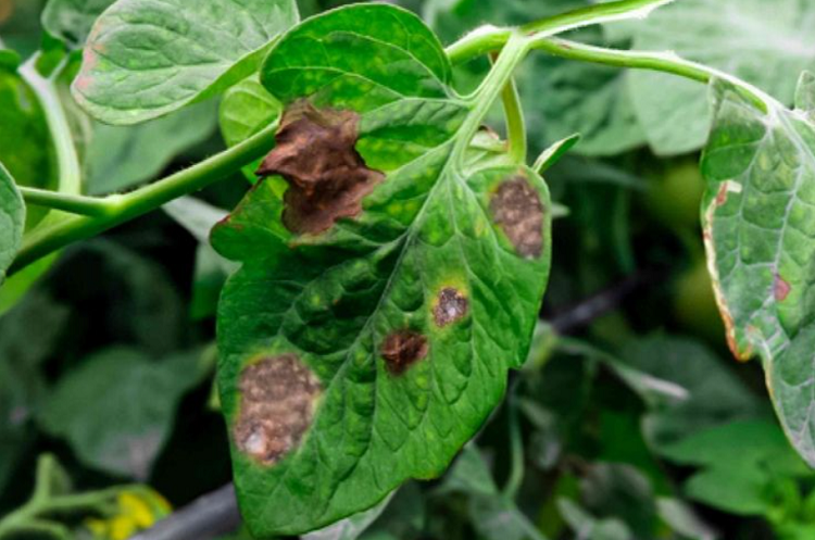 White Spots on Tomato Troubleshooting - Jardin HQ