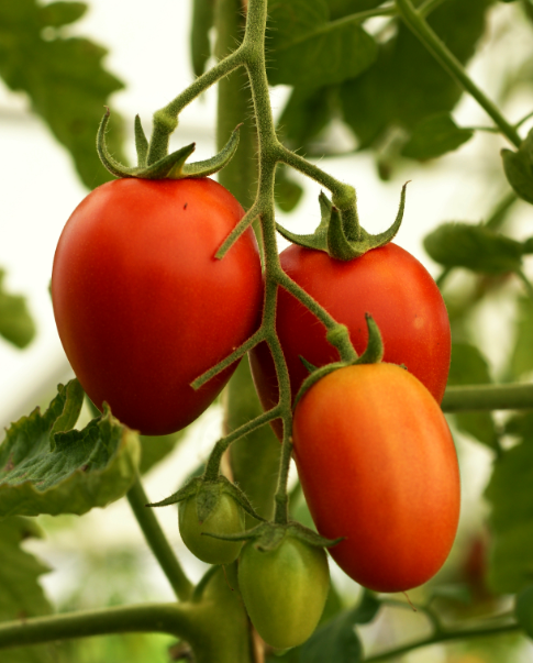 Solanum Lycopersicum