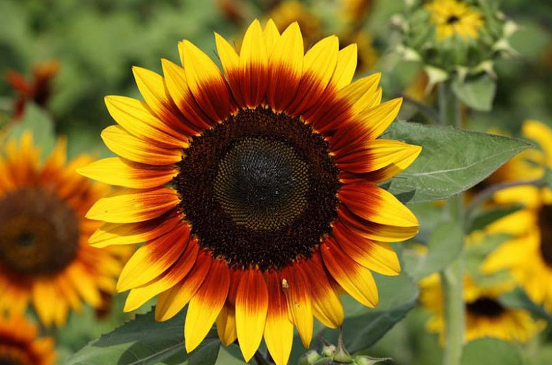 Solsation Flame Sunflowers