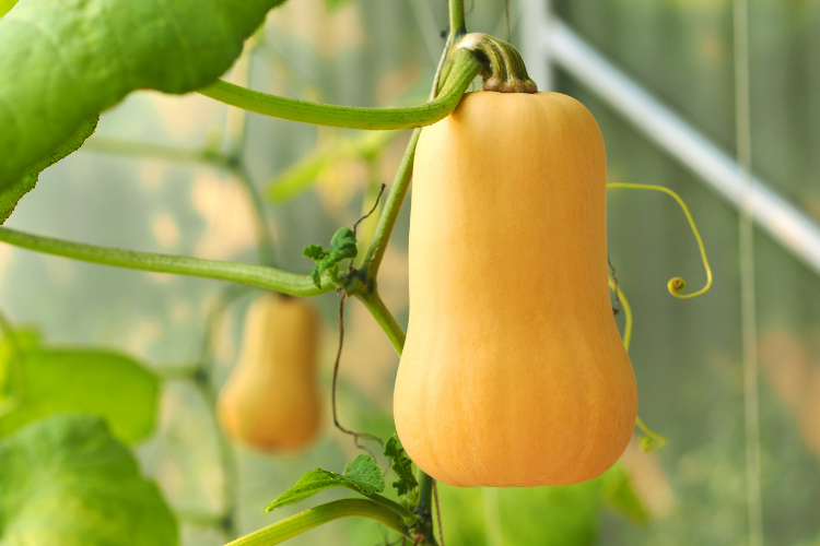 Squash field