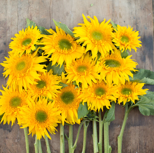 Starburst Greenburst Sunflowers