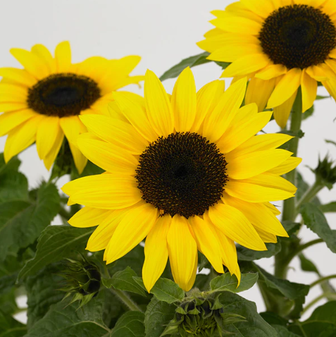 SunBuzz Sunflowers