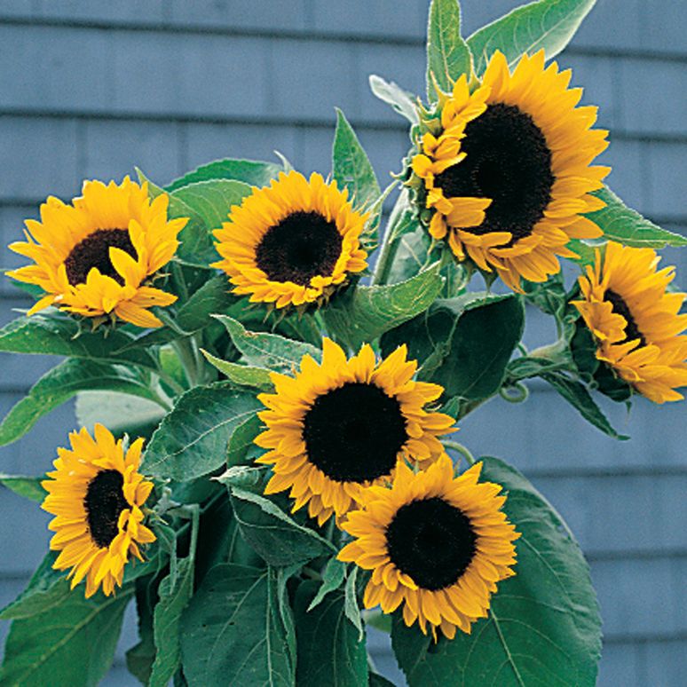 Sunbright Sunflowers