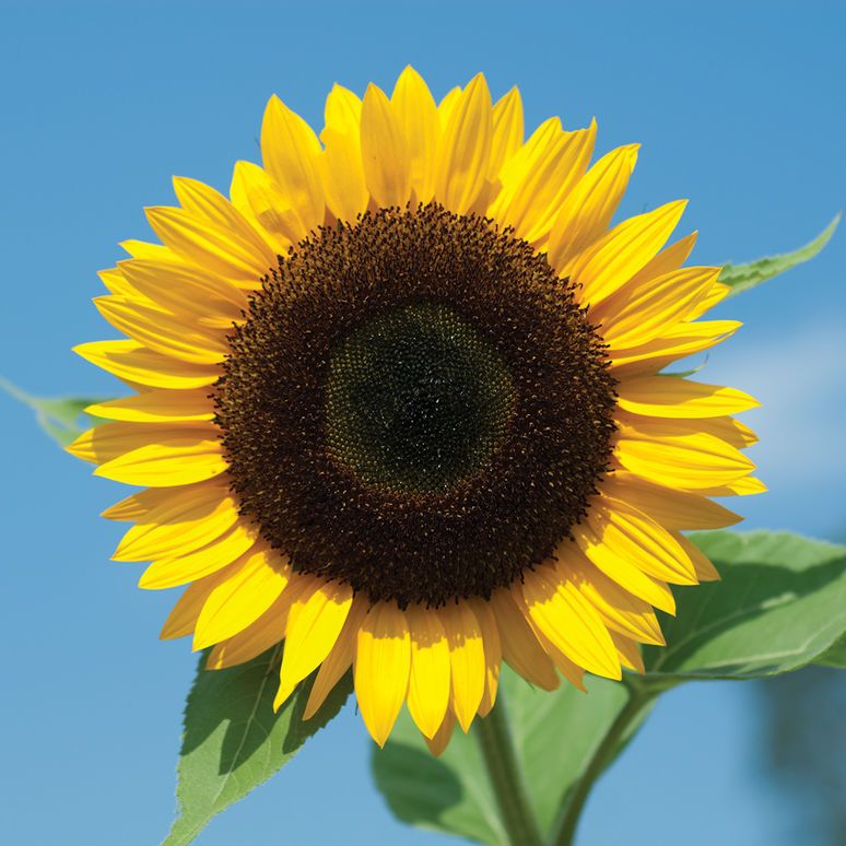 Sunbright Supreme Sunflowers