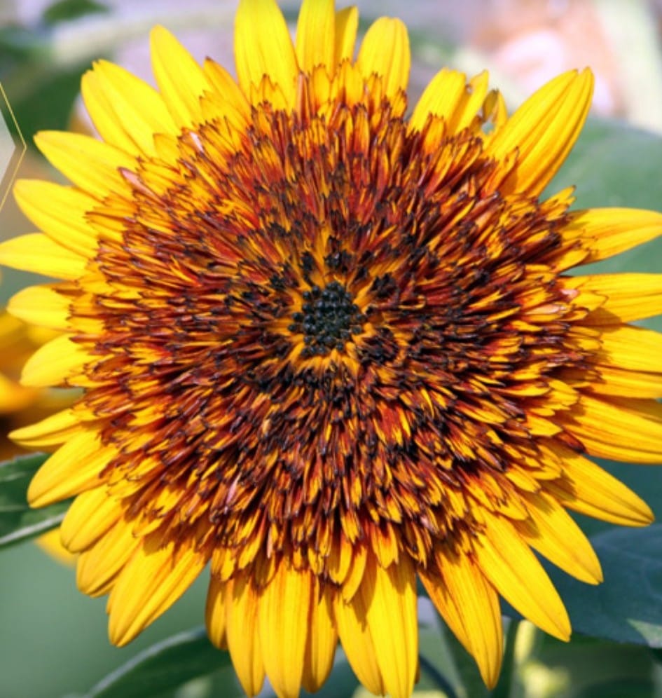 Sundance Kid Sunflowers