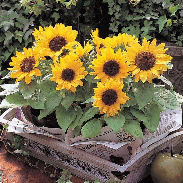 Sunny Smile Sunflowers