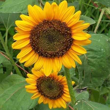 Sunspot Sunflowers