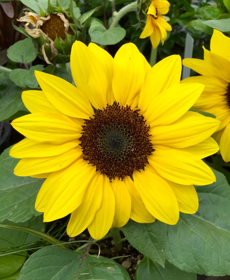 Suntastic Sunflowers