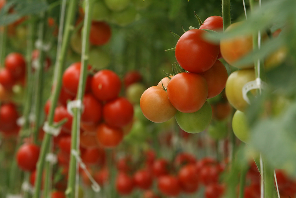 The Three Rules To Properly Space Tomato Plants 