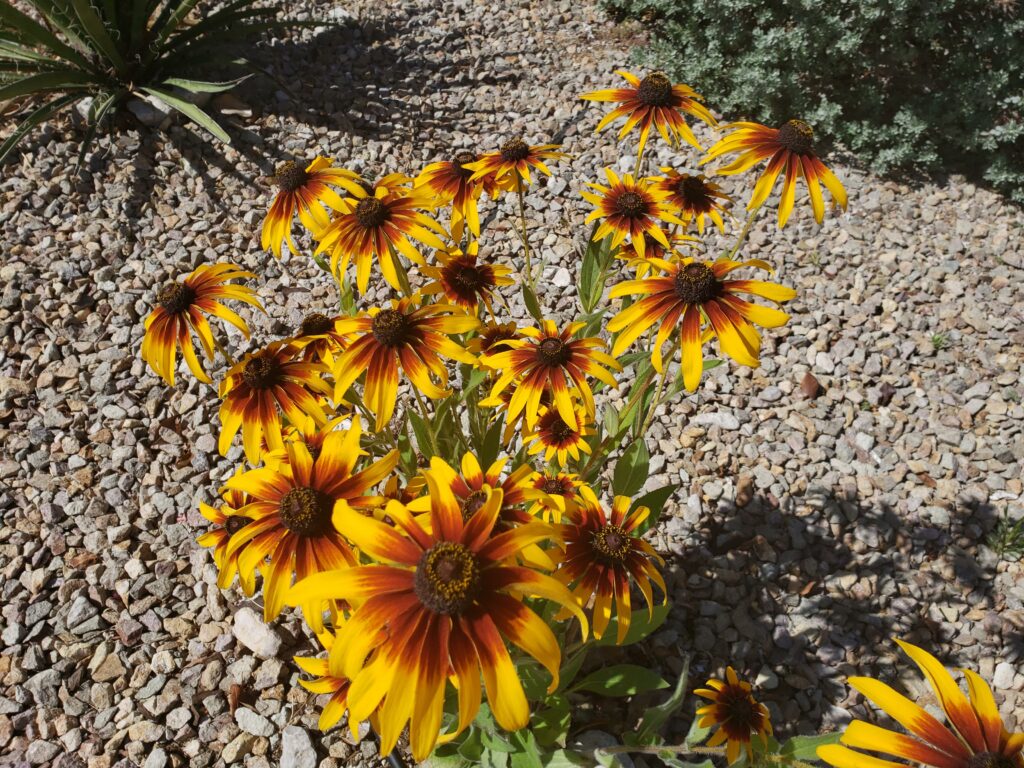 Tiger Eye Hybrid Sunflowers