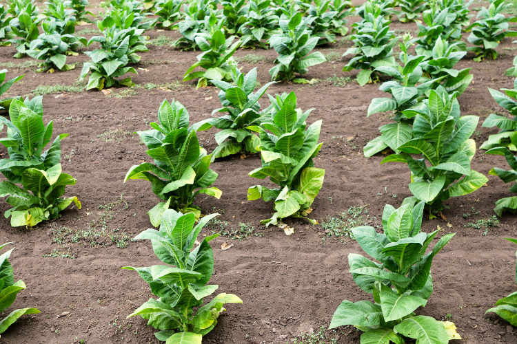 Tobacco field