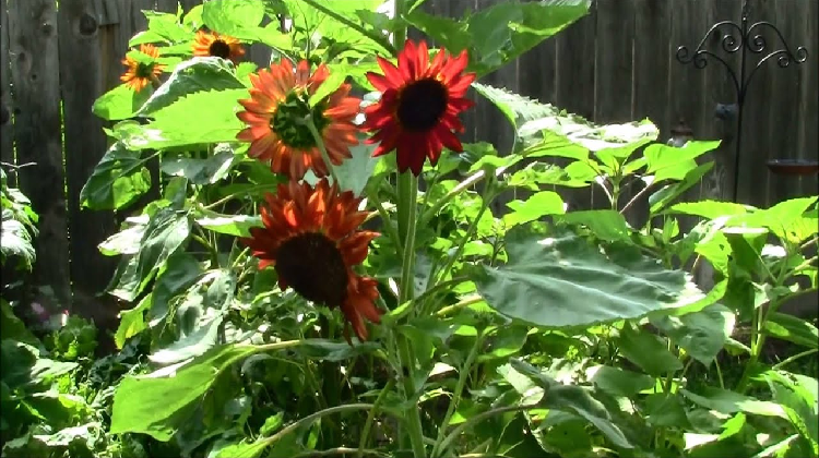 Velvet Queen Sunflowers