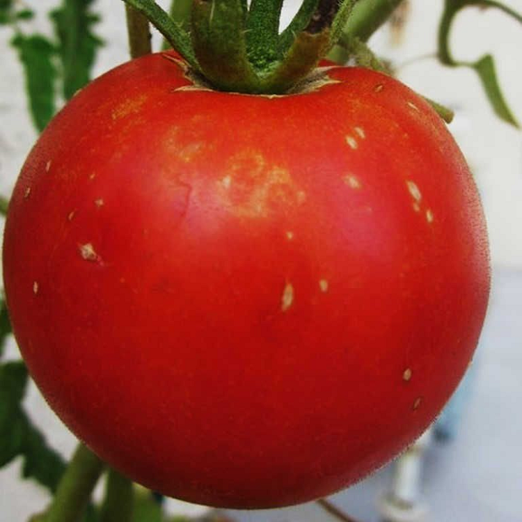 causes white spots in tomatoes