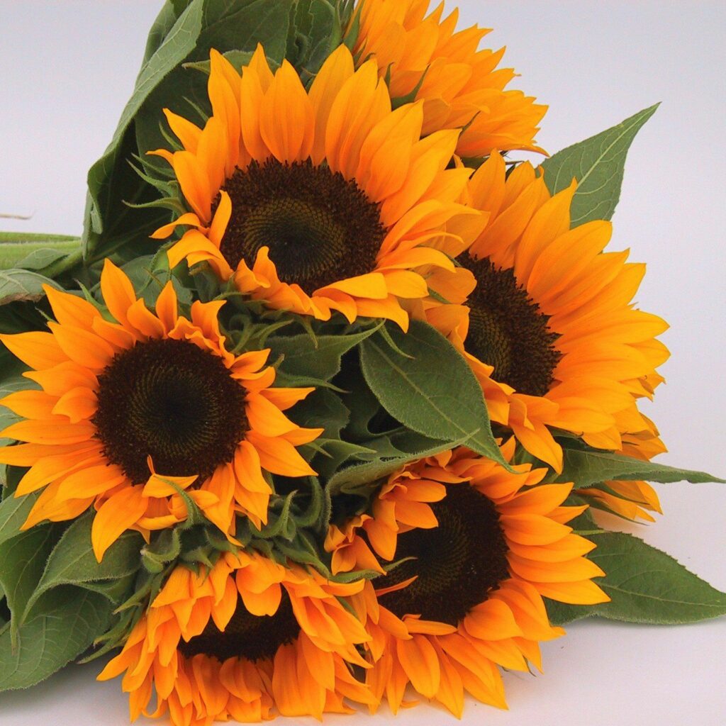 Zohar Sunflowers