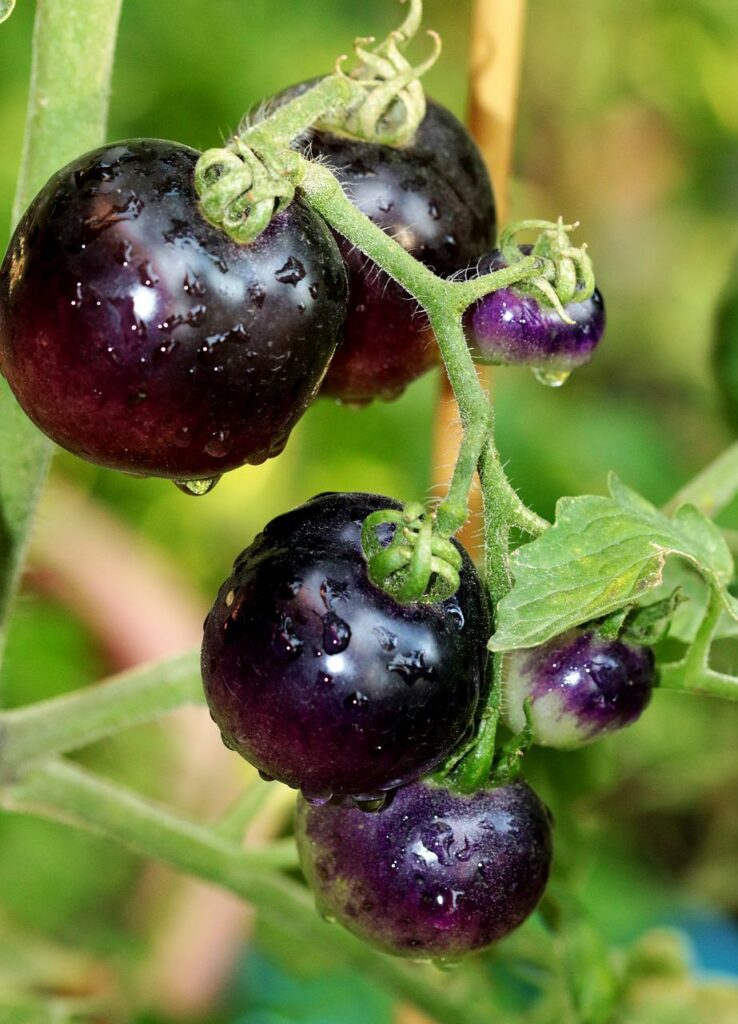 black tomatoe varieties