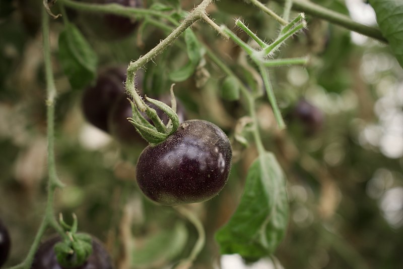 black tomatoes