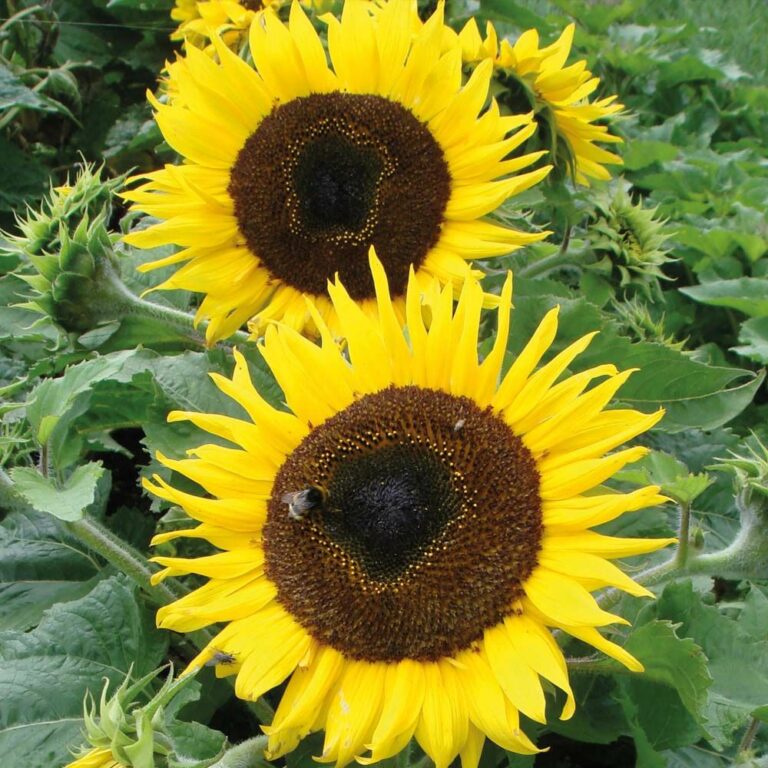 Dwarf Sunflowers Guide Varieties, Care, and Tips Jardin HQ