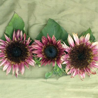 Double Dandy Sunflowers