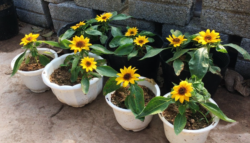 dwarf sunflowers