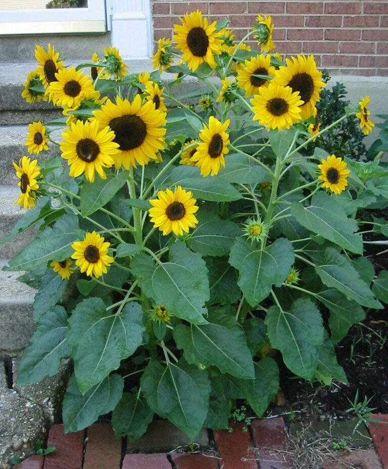 Dwarf Sunflowers Guide Varieties, Care, and Tips Jardin HQ