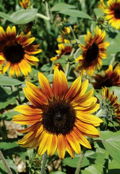 Firecracker Sunflowers