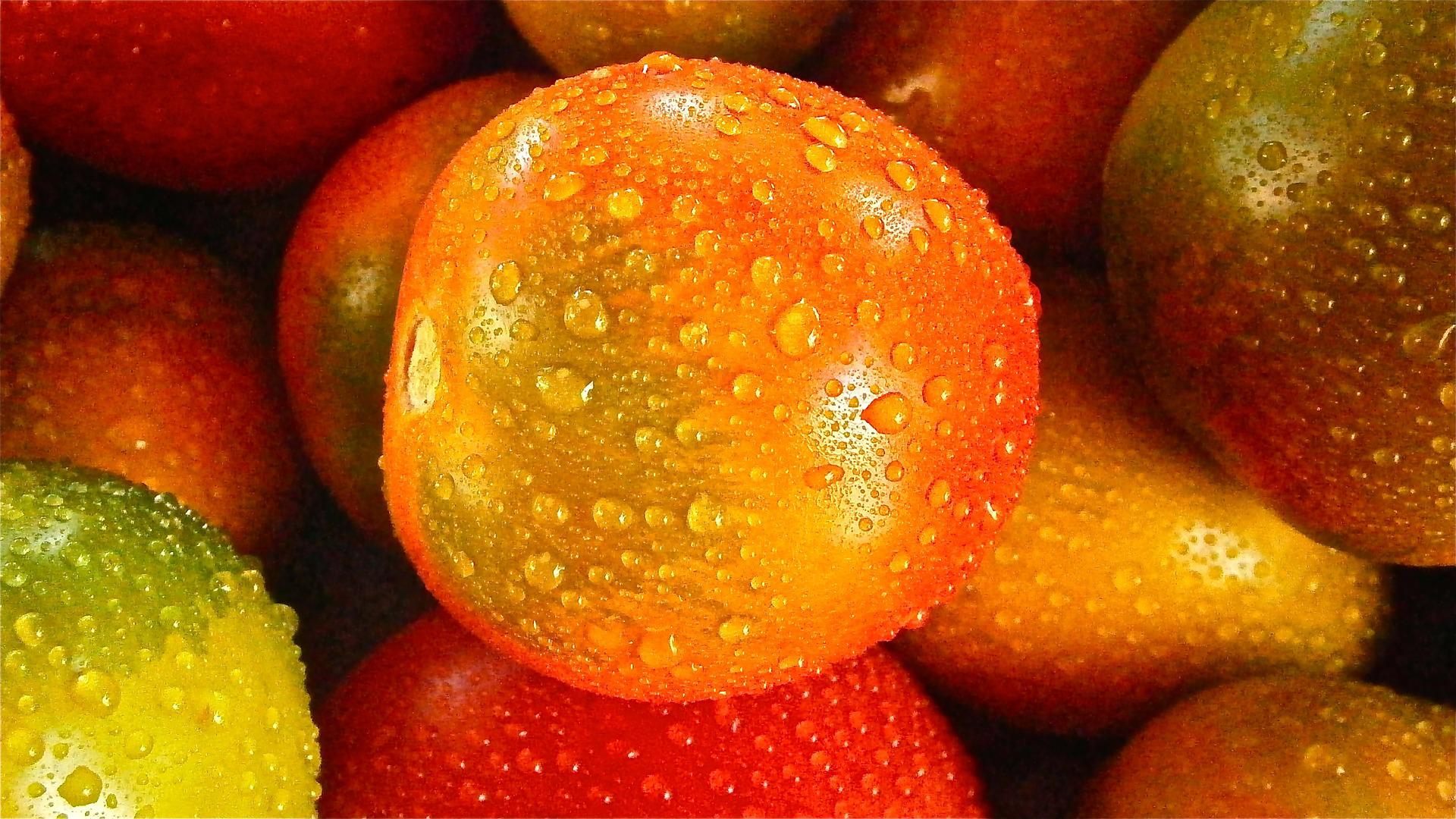 pink stage of tomatoes