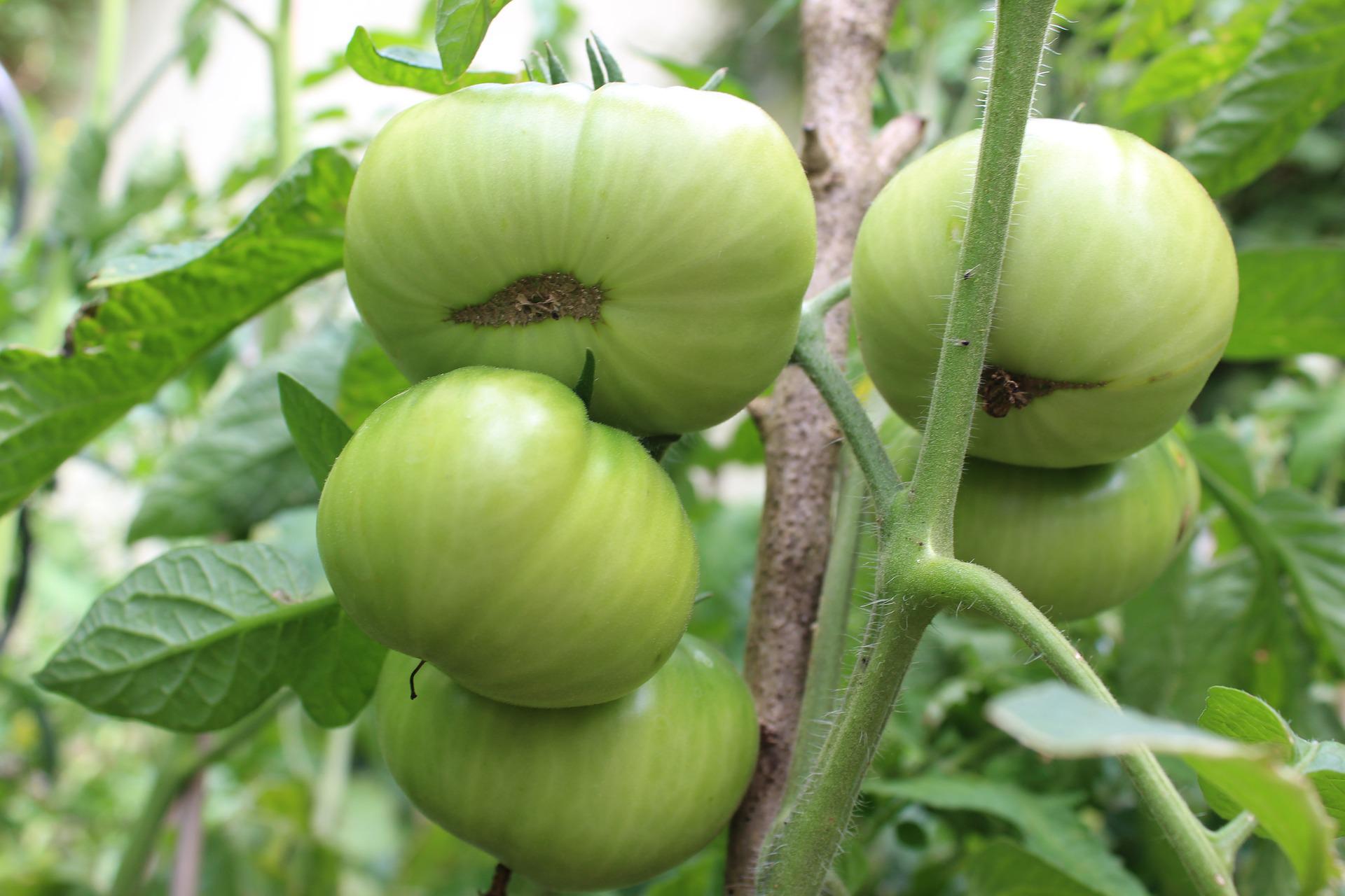 green stage of tomatoes